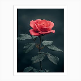 Red Rose 51 Art Print