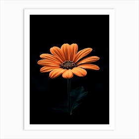 Orange Flower 19 Art Print