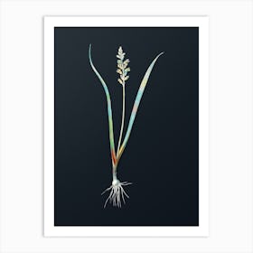 Vintage Lachenalia Pallida Botanical Watercolor Illustration on Dark Teal Blue n.0257 Art Print