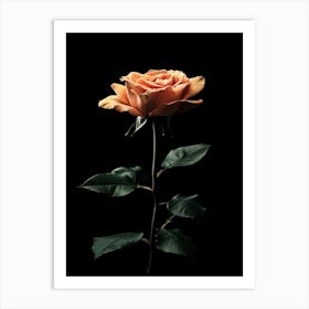 Single Orange Rose On Black Background Art Print