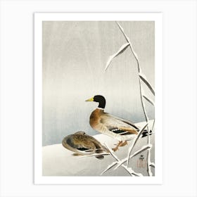 Two Ducks On Snowy Reed (1900 1930), Ohara Koson Art Print