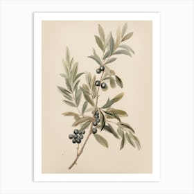 Vintage Blueberry Branch Sketch Art Print