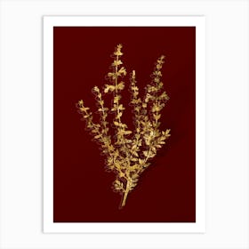 Vintage Cat Thyme Plant Botanical in Gold on Red n.0003 Art Print