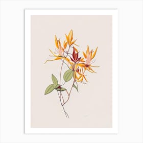 Honeysuckle Floral Minimal Line Drawing 1 Flower Art Print