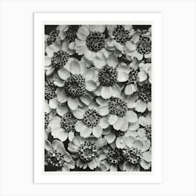 Achillea Clypeolata (Yarrow) (1928), Karl Blossfeldt Art Print