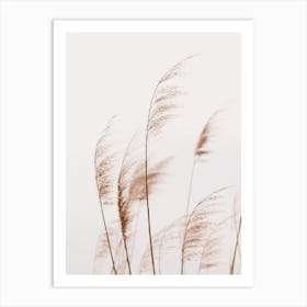 Beach Reeds Art Print