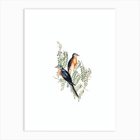 Vintage Ash Coloured Cuckoo Bird Illustration on Pure White Art Print