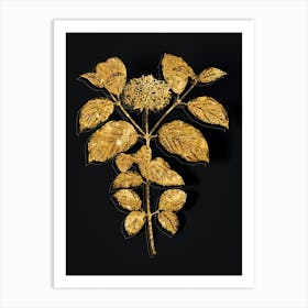 Vintage Common Dogwood Botanical in Gold on Black n.0430 Art Print