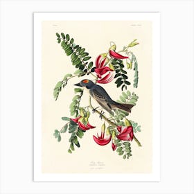 Piping Flycatcher, Birds Of America, John James Audubon Art Print