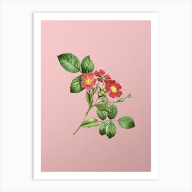 Vintage Redleaf Rose Botanical on Soft Pink n.0526 Art Print