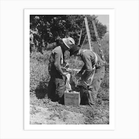 Untitled Photo, Possibly Related To Fruit Pickers Emptying Sacks Of Peaches Into A Crate, Delta County, Colorado By Art Print