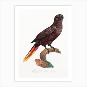 The Black Lory From Natural History Of Parrots, Francois Levaillant Art Print