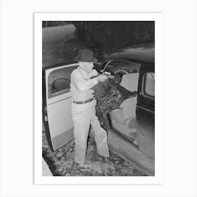 Farmer Removing Turkey From His Car Which He Has Brought To The Cooperative Poultry House, Brownwood, Texas By Art Print