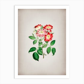 Vintage Rose Clare Flower Botanical on Parchment n.0944 Art Print