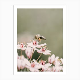 Bee On Wildflower Art Print