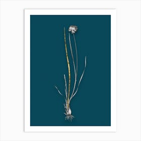 Vintage Allium Foliosum Black and White Gold Leaf Floral Art on Teal Blue n.1115 Art Print