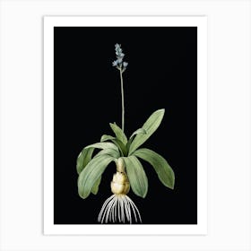 Vintage Scilla Lilio Hyacinthus Botanical Illustration on Solid Black n.0283 Art Print