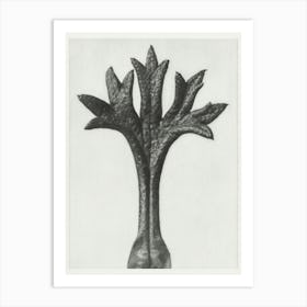 Willkomm S Saxifrage (1928), Karl Blossfeldt 1 Art Print