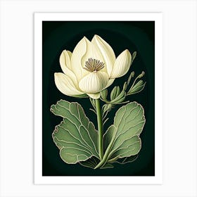 Bloodroot Wildflower Vintage Botanical 2 Art Print