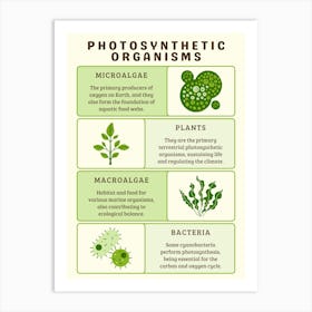 Photosynthesis Organisms Art Print