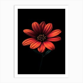 Daisy 12 Art Print