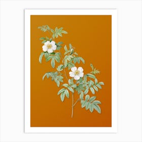 Vintage Musk Rose Botanical on Sunset Orange n.0766 Art Print