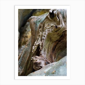 Close-up of wood and rock in the Elbe Sandstone Mountains Art Print