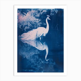 White Peacock In The Water Looking At Reflection Art Print