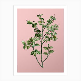 Vintage Bilberry Botanical on Soft Pink n.0811 Art Print