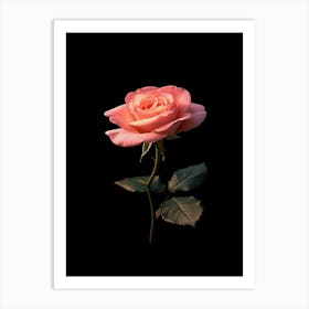 Pink Rose On Black Background 12 Art Print