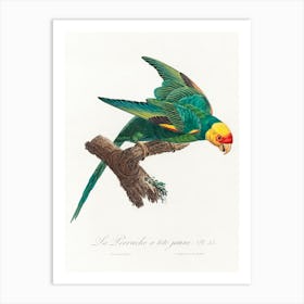 The Yellow Crowned Parakeet From Natural History Of Parrots, Francois Levaillant 1 Art Print