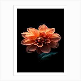 Dahlia Flower 11 Art Print