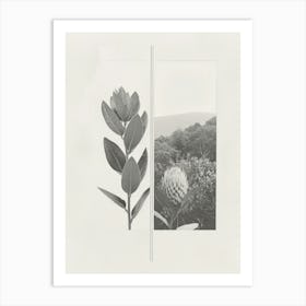 Protea Flower Photo Collage 3 Art Print