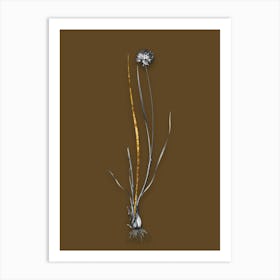 Vintage Allium Foliosum Black and White Gold Leaf Floral Art on Coffee Brown n.0576 Art Print