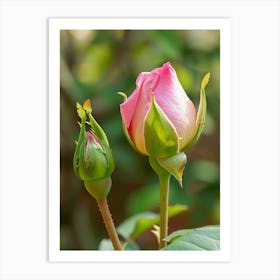 English Roses Painting Rosebud 4 Art Print