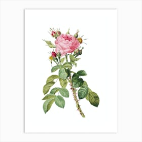 Vintage Lelieurs Four Seasons Rose Botanical Illustration on Pure White n.0954 Art Print
