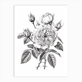 Black And White Rose Line Drawing 3 Art Print