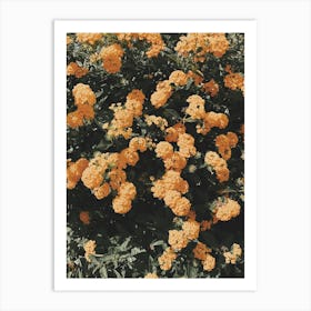 Orange Mums Art Print