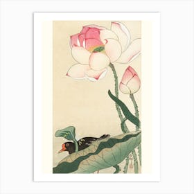 Gallinule With Lotus Flowers (1900 1930), Ohara Koson Art Print