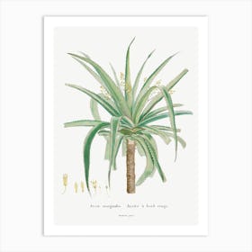 Aloe Marginalis, Pierre Joseph Redoute Art Print