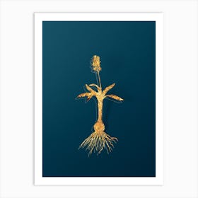 Vintage Scilla Lingulata Botanical in Gold on Teal Blue Art Print