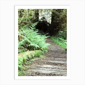 Ferns In The Forest 1 Art Print