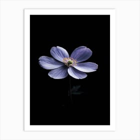 Anemone Flower 1 Art Print