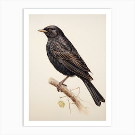 Vintage Bird Drawing Blackbird 2 Art Print