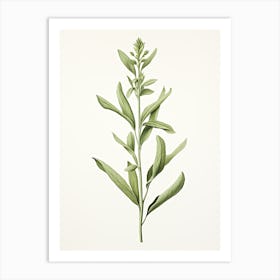Tarragon Vintage Botanical Herbs 2 Art Print