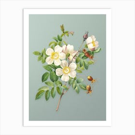 Vintage White Candolle Rose Botanical Art on Mint Green n.0209 Art Print