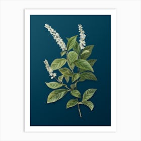 Vintage Virginia Sweetspire Botanical Art on Teal Blue n.0099 Art Print
