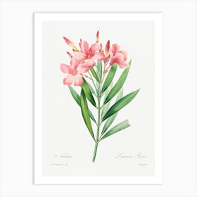 Oleander, Pierre Joseph Redoute Art Print