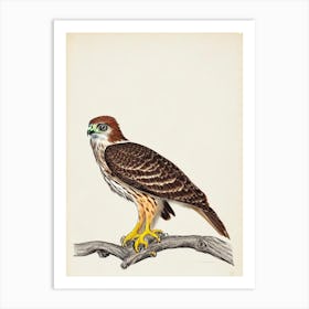 Red Tailed Hawk Illustration Bird Art Print
