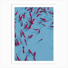 Red Fish Swimming In A Pond Art Print